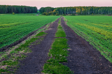 evening dirt road muddy in the field