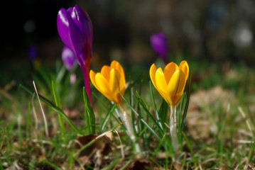 Żółte i purpurowe krokusy w porannym wiosennym słońcu.
