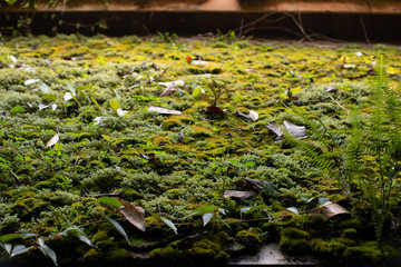green moss cover wooden rooftop with yellow falling leaves in warm morning light stock photo