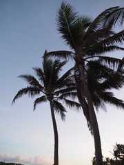 Fototapeta na wymiar Palmen im Sonnenuntergang in Florida