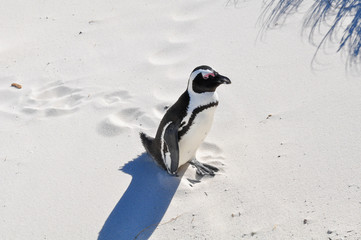 Fototapeta premium portrait of a penguin at boulders beach