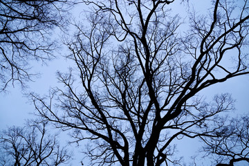 Naked branches of tree against blue sky close up. Environmental concept.