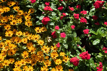 Half red half yellow flower gardening in day time light stock photo