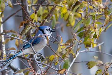 Perched Bluejay