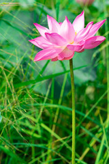 Beautiful pink lotus flower in nature background