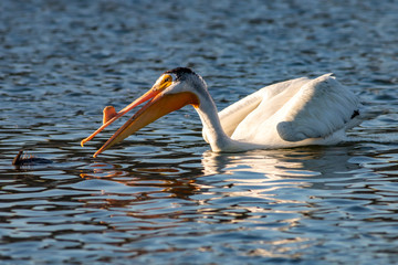 Fishing Pelican
