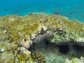 Pearsonothuria (Pearsonothuria graeffei) underwater at maldives
