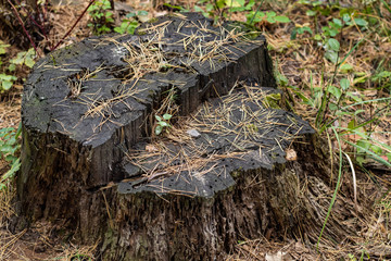 Damaged Aged Stump of a tree