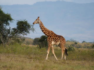 Rothschilds giraffe, Giraffa camelopardalis rothschildi