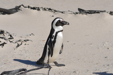 Fototapeta premium portrait of a penguin at boulders beach