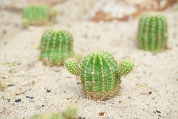 Small Cactus. A closed up of beautiful cactus species called Echinopsis Calochlora Cactus.