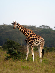 Fototapeta premium Rothschilds giraffe, Giraffa camelopardalis rothschildi