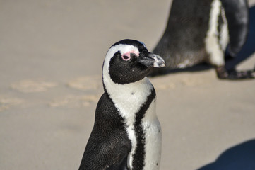 portrait of a penguin at boulders beach