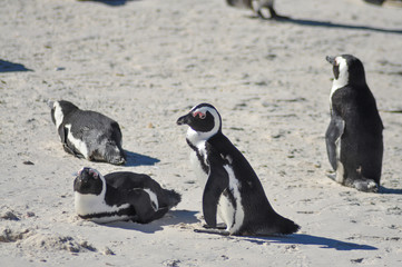 Obraz premium a big colony of penguins at boulders beach