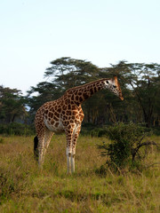 Rothschilds giraffe, Giraffa camelopardalis rothschildi