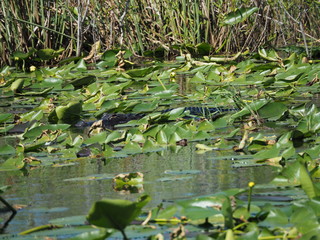 Everglades in Florida