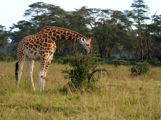 Rothschilds giraffe, Giraffa camelopardalis rothschildi