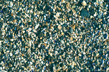 Fototapeta premium shells stones sea background. Seashell background, many sea shells.