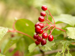 Harvest of red viburnum