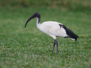 Sacred ibis, Threskiornis aethiopicus