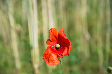 One red poppy on the green natural background