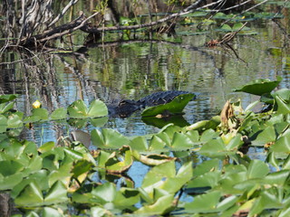 Everglades in Florida