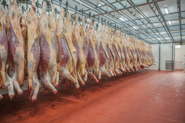 Mature fresh suspended carcass while counting in slaughterhouse workshop