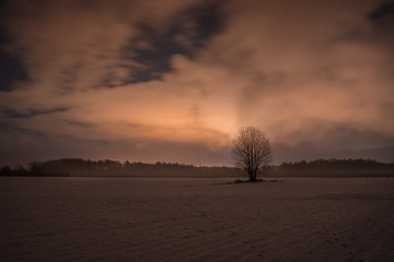 lonely tree at winter night 