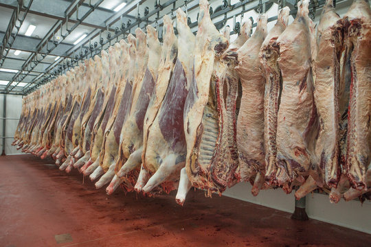Mature fresh suspended carcass while counting in slaughterhouse workshop