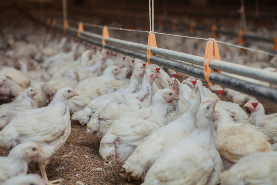 Poultry at chicken farm
