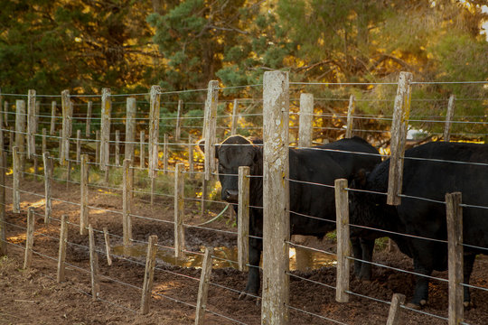 Black calf in corral on farm