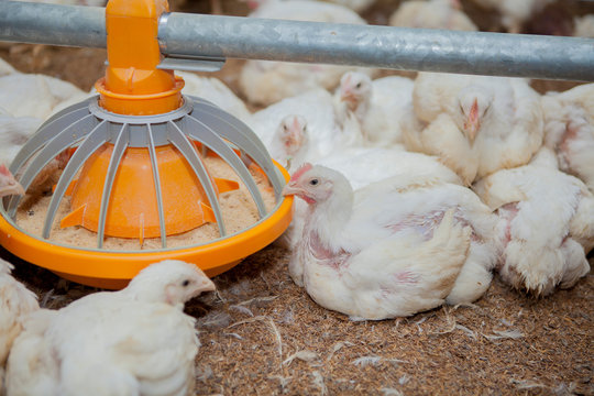 Hungry hens feeding from bird feeder on farm