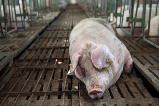 Healthy hog resting at pigpen