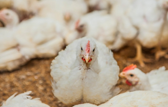 Poultry At Chicken Farm