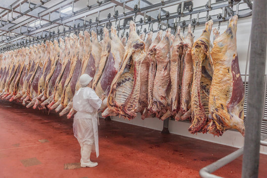 Buenos Aires, southern city of Mar del Plata, Argentina - MAY 07, 2015: Side view of male butcher in white uniform taking out entrails from hanging beef carcass