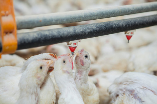 Poultry at chicken farm