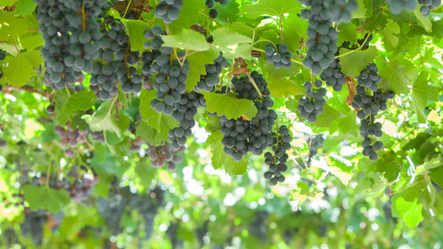 Ripe blue wine grape bunches with lush foliage growing on bushes at vineyard in summer
