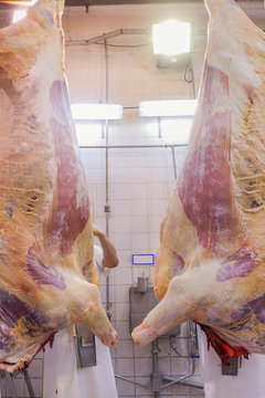 From below mature healthy cow carcass being cut apart by a butcher with saw while hanging in slaughterhouse workshop