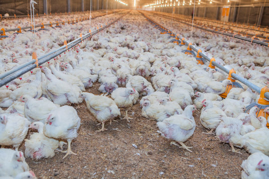 Huge barn with hens walking and feeding at industrial spacious farm