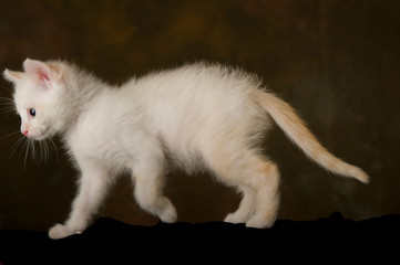 A little white kitten on top of a black cloth