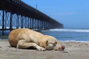 Perro en la playa cerca del muelle de la playa de Pimentel