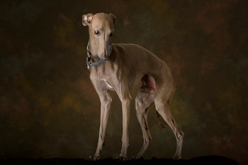A small black Italian greyhound with a blue collar