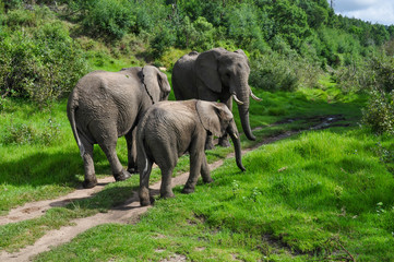 three elephants in the green african savannah