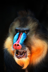 portrait of mandrill