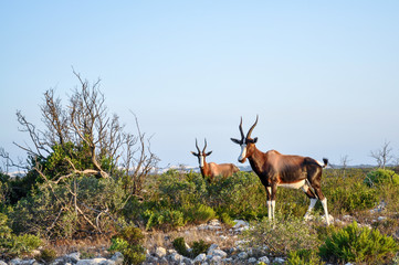 Fototapeta premium two bonteboks in the african savannah