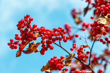 Red berries of hawthorn