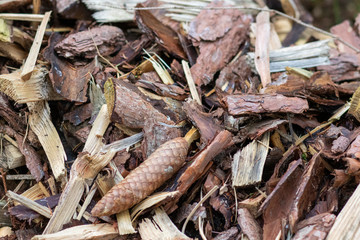 Wood waste in the forest