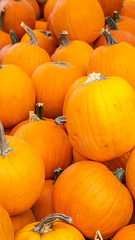 Pumpkins, butternut and buttercup on a market stall in Montreal, Halloween party