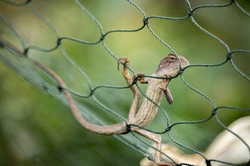 A light brown chameleon perched on a green rope net with a green tree behind. As if he was secretly looking