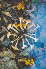 Picked mushrooms in a circle on the ground covered in smoke - fallen autumn leaves in the background